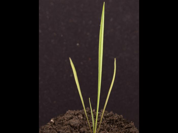 Salsifis prés (Tragopogon pratensis)_19