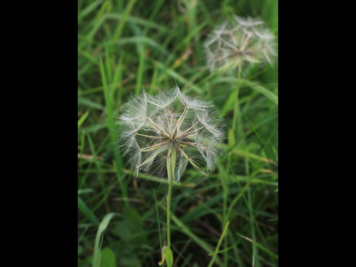 Salsifis prés (Tragopogon pratensis)_22