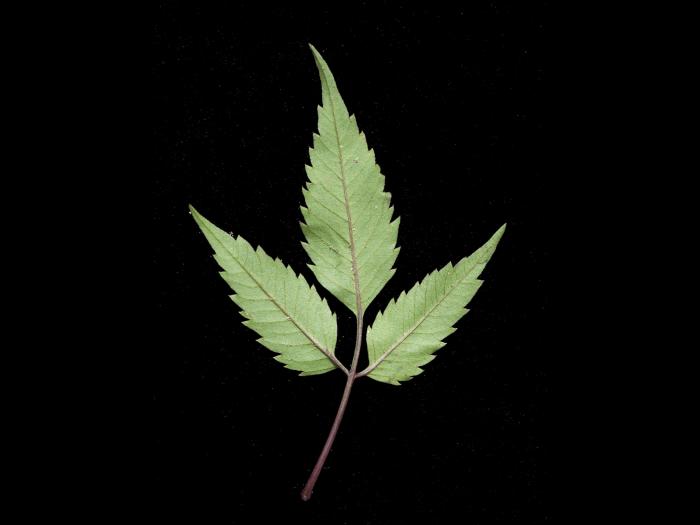 Bident feuillu(Bidens frondosa)_4