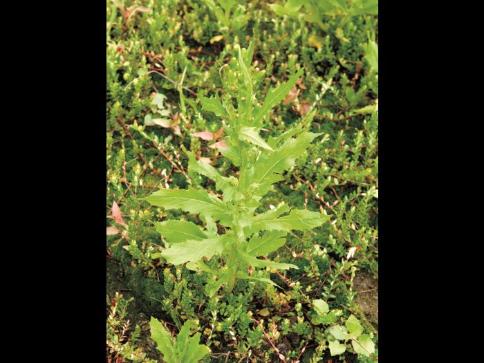 Érechtite feuilles épervière (Erechtites hieraciifolius)_4