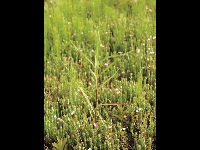 Aster simple(Symphyotrichum lanceolatum)_1