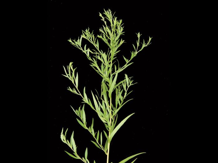 Aster simple(Symphyotrichum lanceolatum)_2