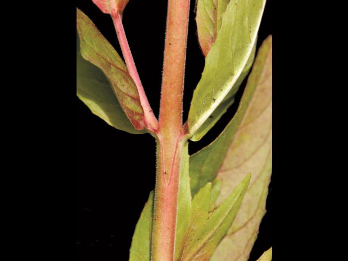 Épilobe glanduleux (Epilobium ciliatum subsp. glandulosum)_5