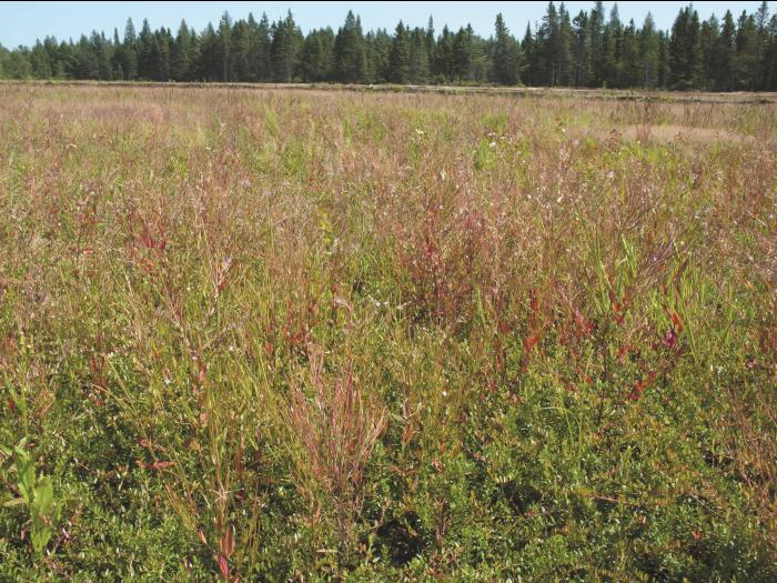Épilobe glanduleux (Epilobium ciliatum subsp. glandulosum)_10