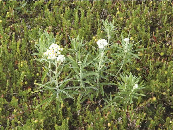 Immortelle blanche (Anaphalis margaritacea)_4