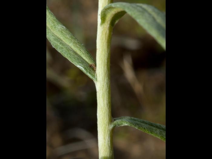 Immortelle blanche (Anaphalis margaritacea)_8