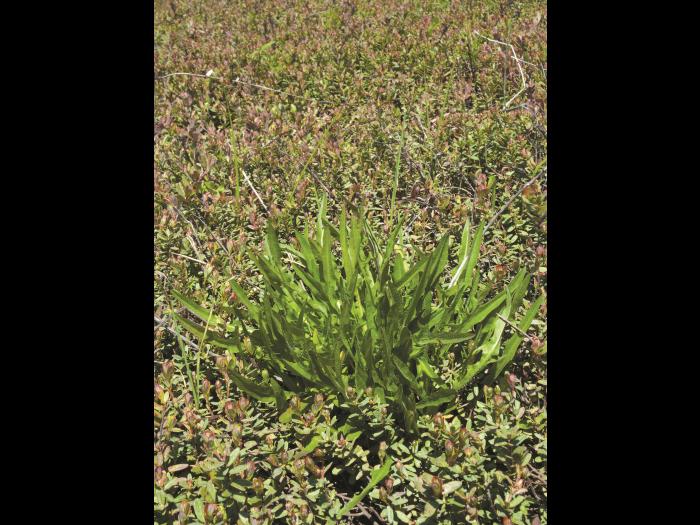 Liondent automne (Leontodon autumnalis)_4