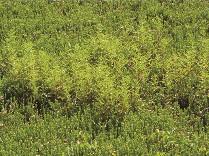 Lycope Amérique (Lycopus americanus)_8