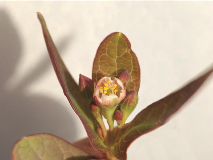 Millepertuis Fraser (Hypericum fraseri)_3