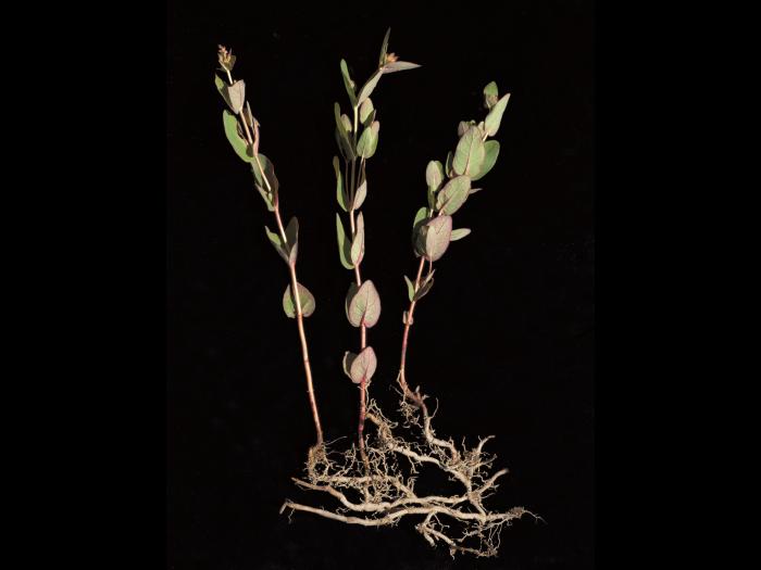 Millepertuis Fraser (Hypericum fraseri)_5