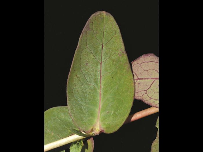 Millepertuis Fraser (Hypericum fraseri)_6