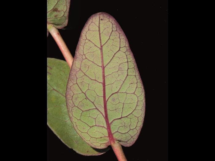 Millepertuis Fraser (Hypericum fraseri)_7