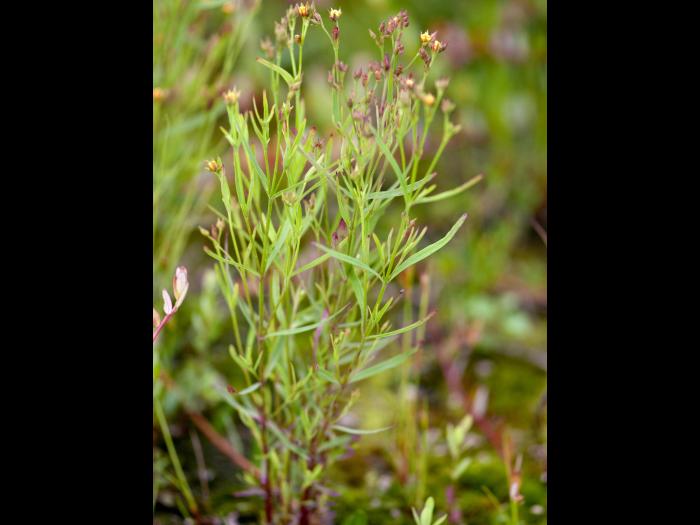 Millepertuis Canada (Hypericum canadense)_2