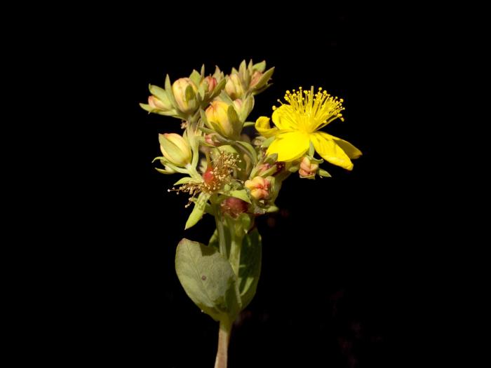 Millepertuis elliptique (Hypericum ellipticum)_2