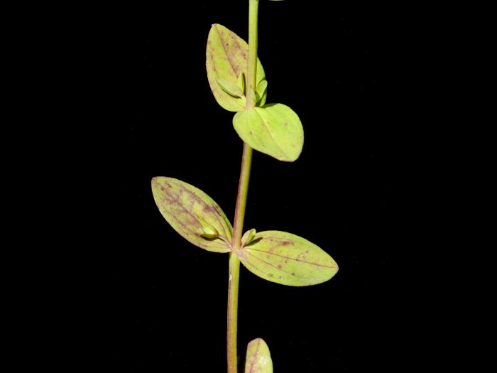 Millepertuis nain (Hypericum mutilum)_4