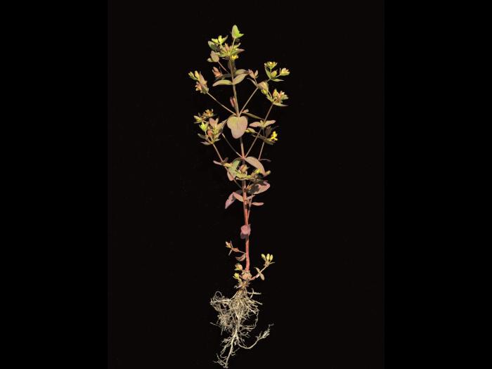 Millepertuis nain (Hypericum mutilum)_5