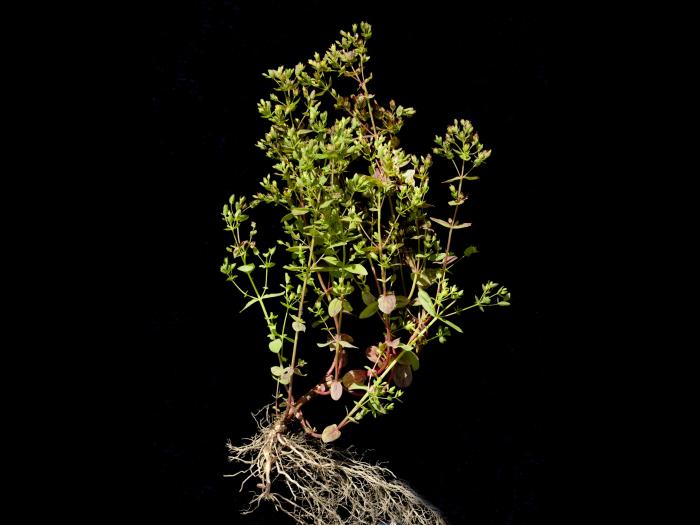 Millepertuis nain (Hypericum mutilum)_6