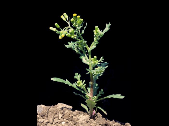 Seneçon vulgaire (Senecio vulgaris)_4