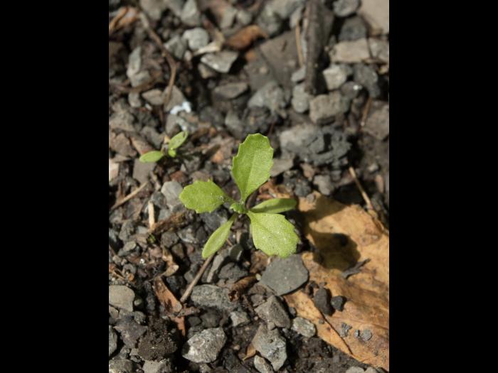 Seneçon vulgaire (Senecio vulgaris)_12