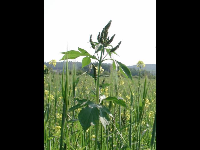 Grande herbe à poux (Ambrosia trifida)_2