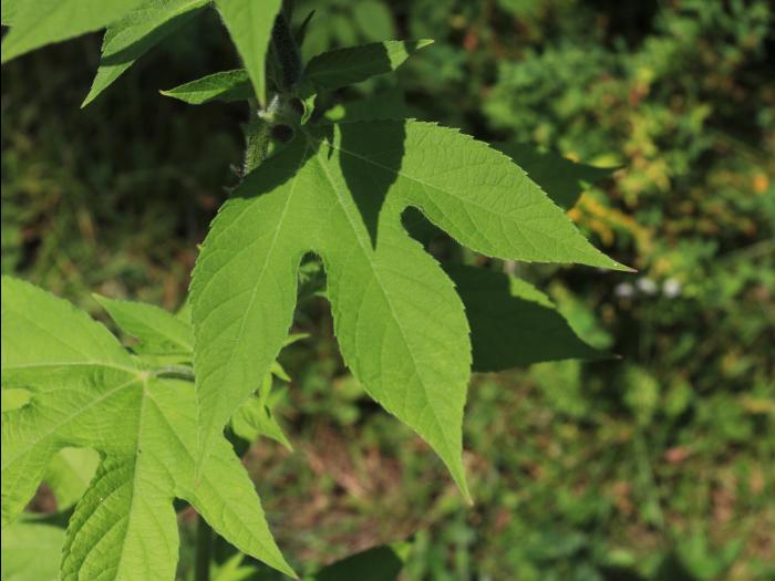 Grande herbe à poux (Ambrosia trifida)_14