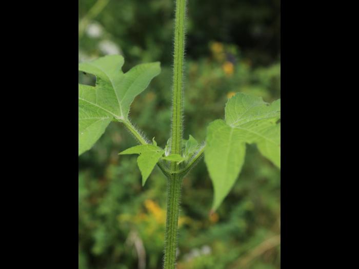 Grande herbe à poux (Ambrosia trifida)_15