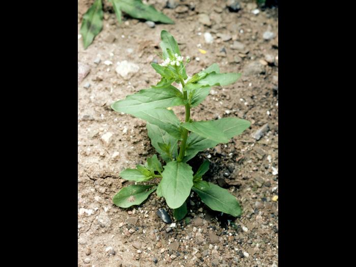 Tabouret des champs (Thlaspi arvense)_3