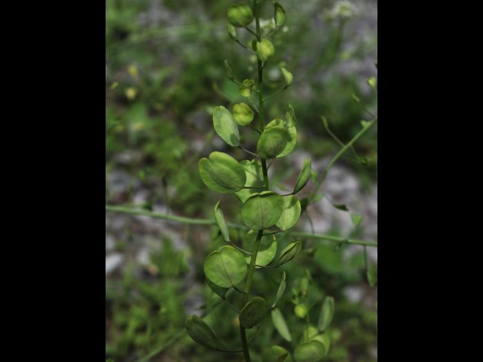 Tabouret des champs (Thlaspi arvense)_14