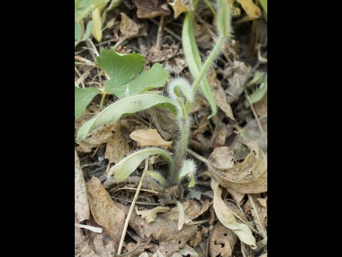 Épervière prés(Pilosella caespitosa)_7