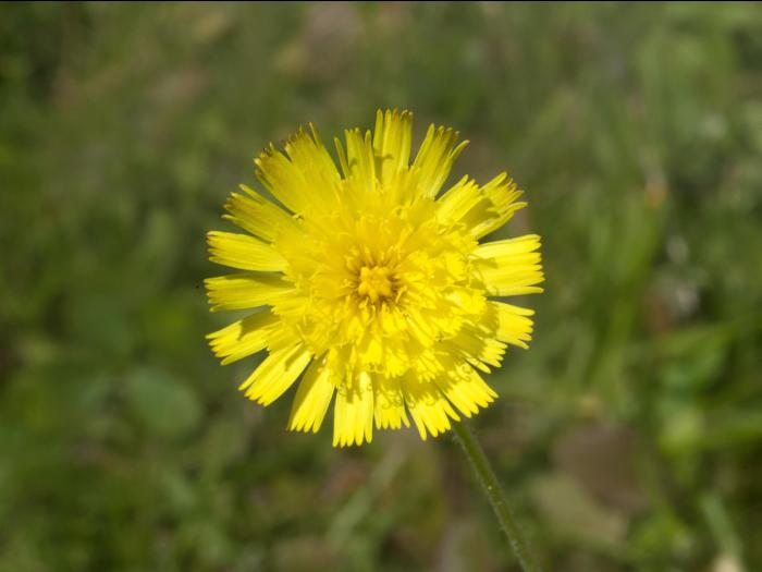 Épervière piloselle(Pilosella officinarum)_3