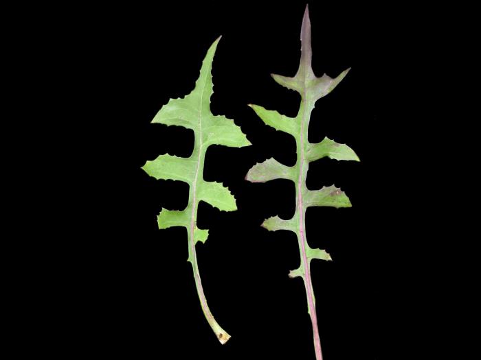 Laitue Canada (Lactuca canadensis)_3