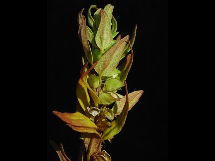 Mélampyre linéaire (Melampyrum lineare)_3