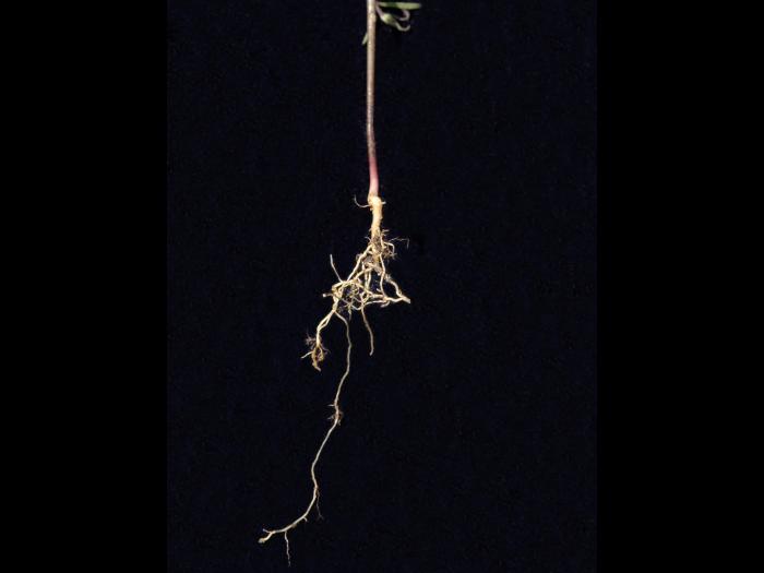 Mélampyre linéaire (Melampyrum lineare)_7