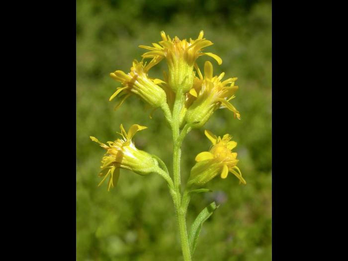 Verge d'or pubérulente(Solidago puberula)_2