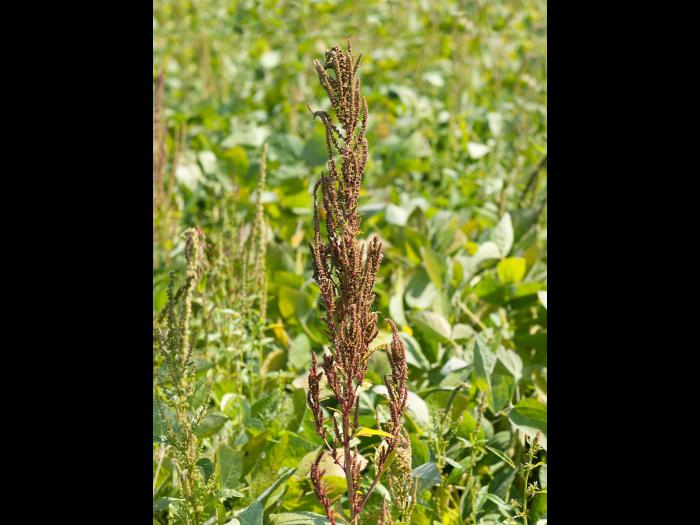 Amarante tuberculée(Amaranthus tuberculatus)_19