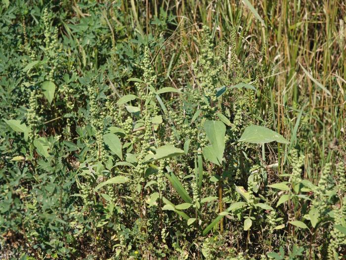 Ive feuilles lampourde (Cyclachaena xanthiifolia)_4