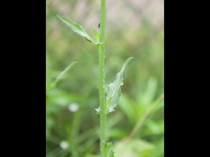 Chicorée sauvage(Cichorium intybus)_4