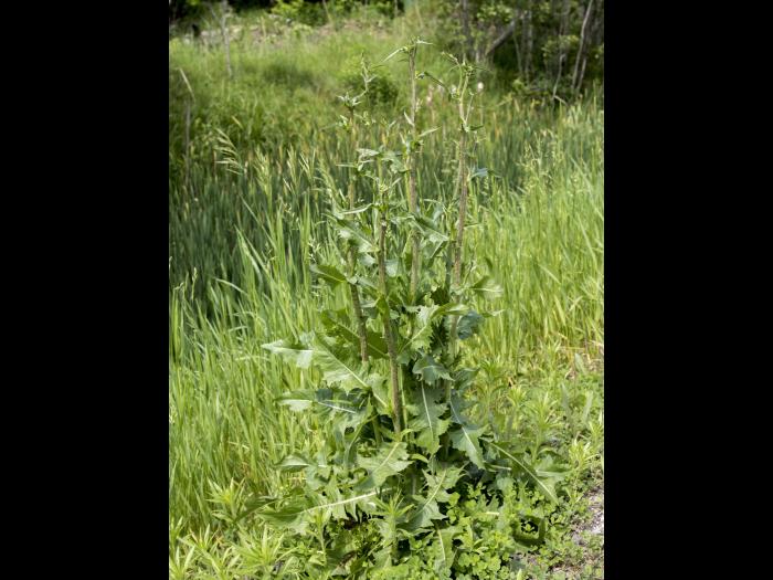 Chicorée sauvage(Cichorium intybus)_18