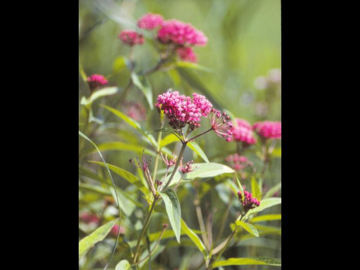 Asclépiade incarnate(Asclepias incarnata)_5