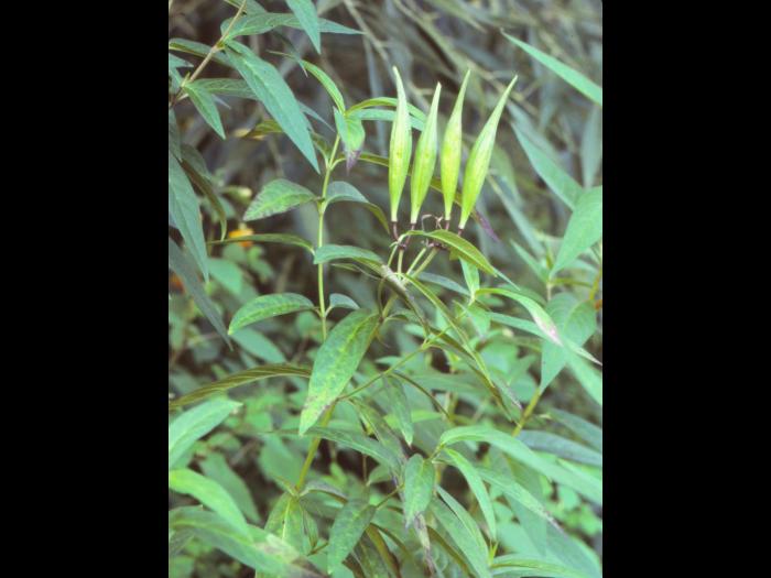 Asclépiade incarnate(Asclepias incarnata)_6