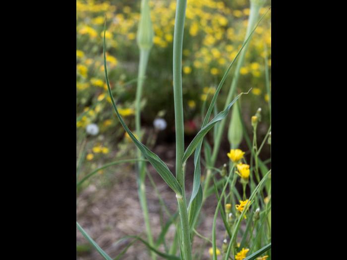 Salsifis majeur (Tragopogon dubius)_4