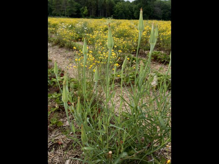 Salsifis majeur (Tragopogon dubius)_8