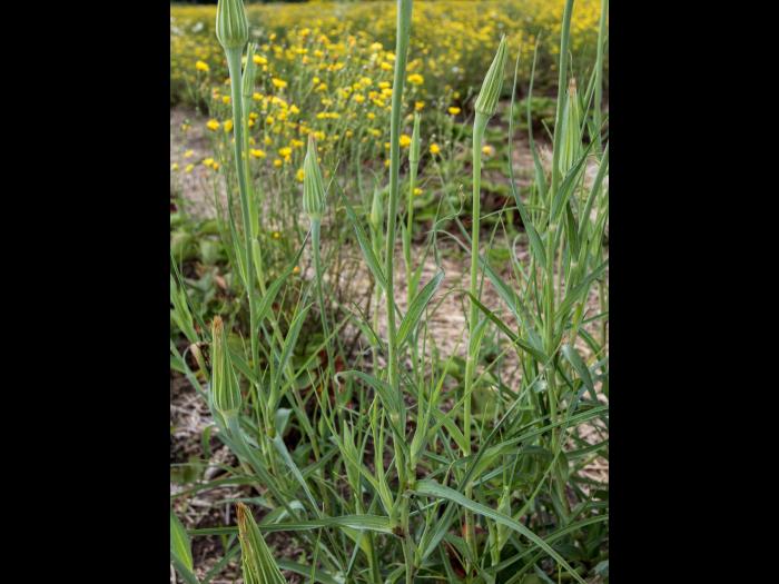 Salsifis majeur (Tragopogon dubius)_9