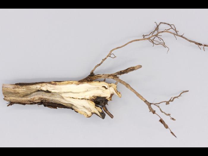 Magnolias - Pourriture molle bactérienne (Pseudomonas fluorescens)_1