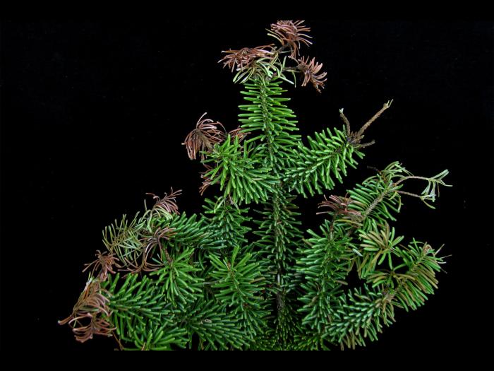 Arbres de Noël (sapins) - Brûlure des pousses (Delphinella sp.)