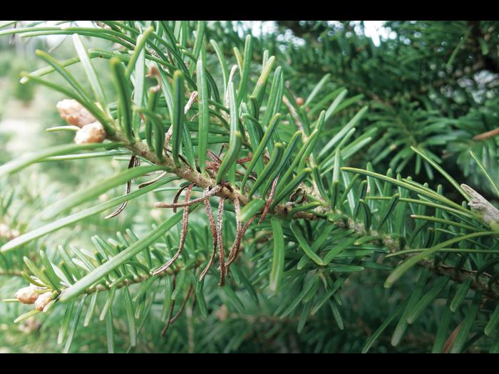 Arbres de Noël (sapins) - Brûlure des pousses (Delphinella sp.)
