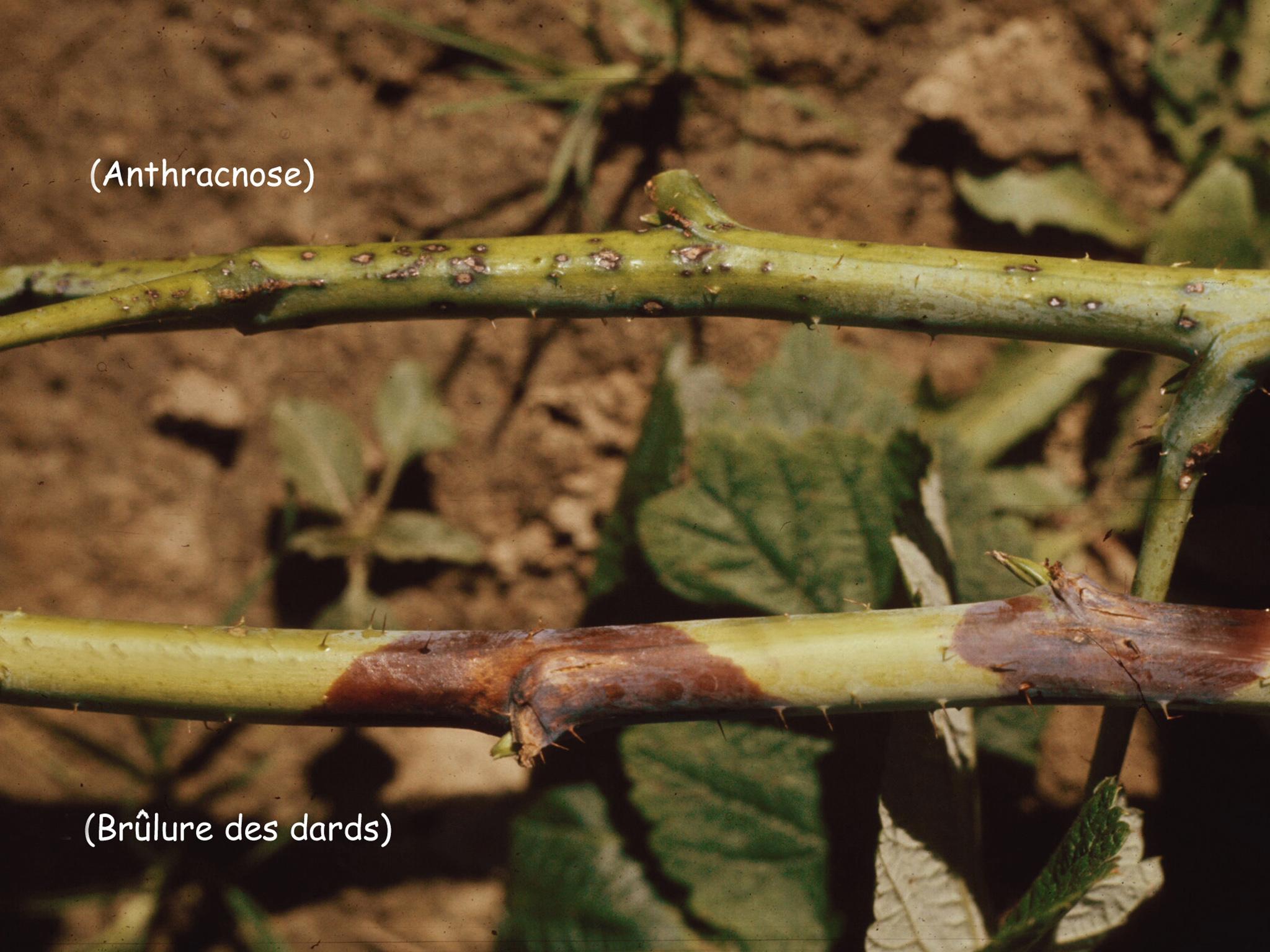 Framboise - Brûlure des dards (Xenodidymella applanata)