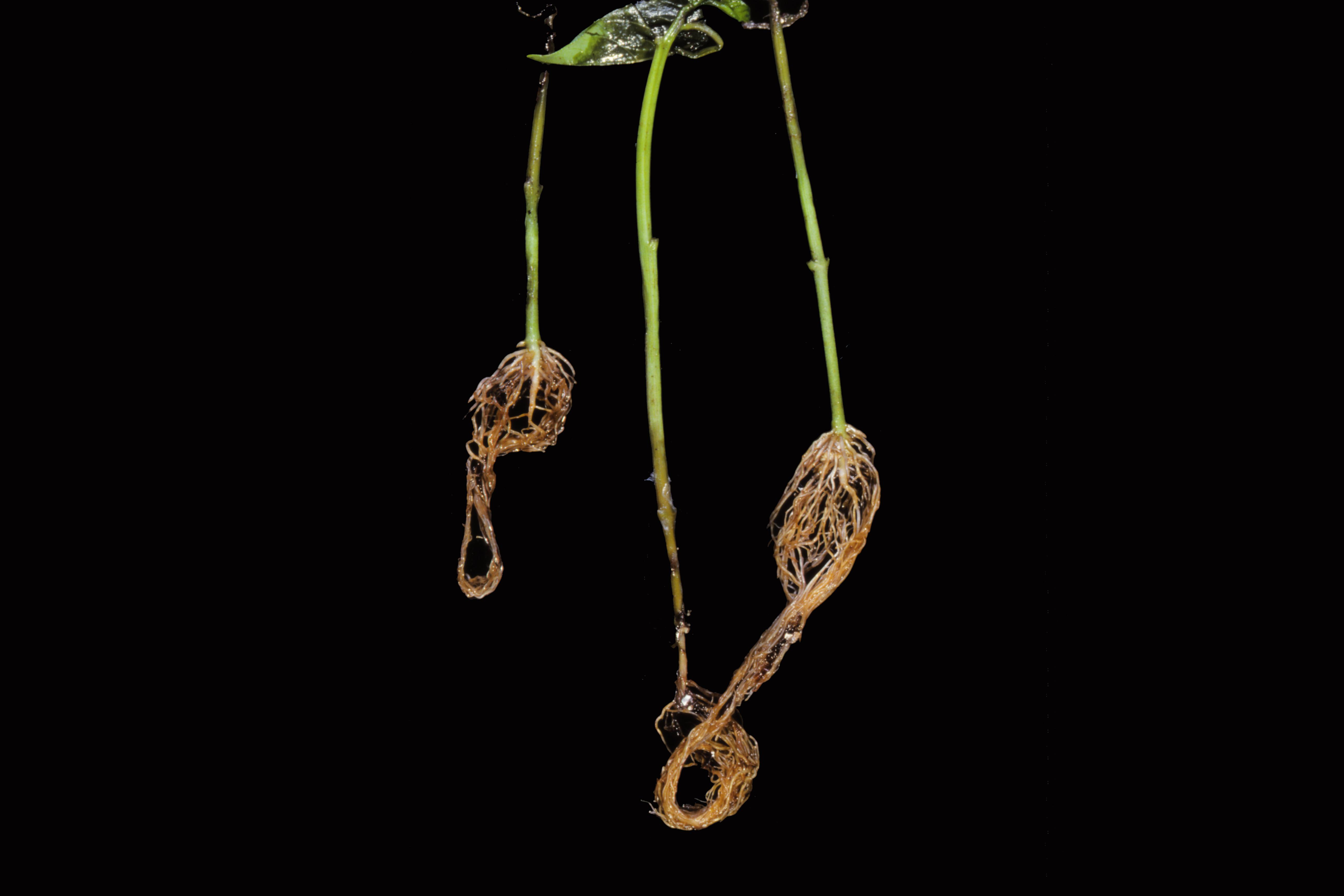 Poivron - Pourriture sclérotique (Sclerotinia sclerotiorum)