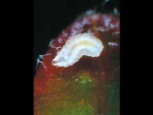 Cécidomyie des atocas (Dasineura oxycoccana)_5