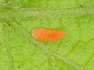 Cécidomyie gallicole de la tomate et de la vigne (Janetiella brevicauda)_1